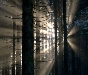 Preview wallpaper forest, rays, glow