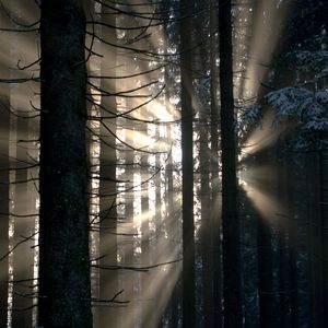 Preview wallpaper forest, rays, glow