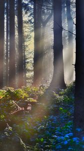 Preview wallpaper forest, rays, grass, bushes