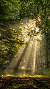 Preview wallpaper forest, rays, path, trees, grass