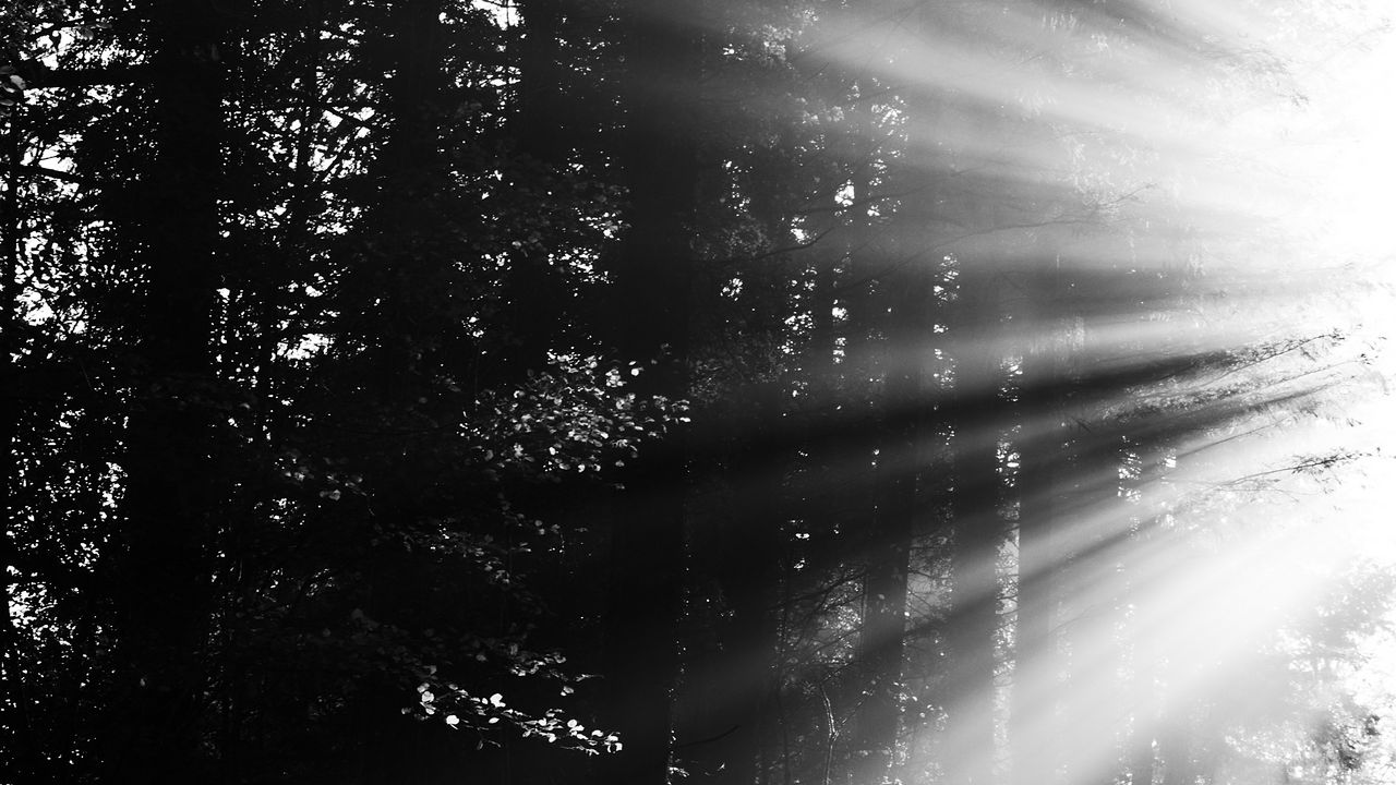 Wallpaper forest, rays, sun, bw