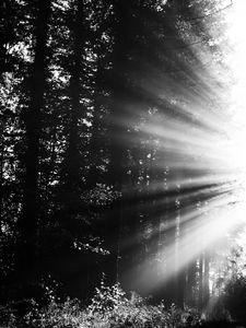 Preview wallpaper forest, rays, sun, bw
