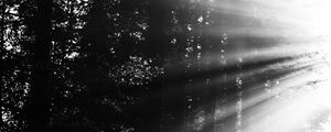 Preview wallpaper forest, rays, sun, bw
