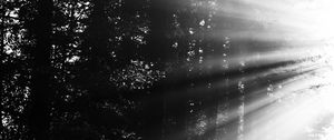Preview wallpaper forest, rays, sun, bw