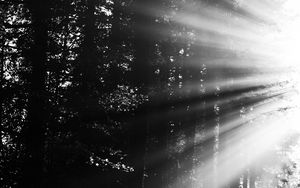 Preview wallpaper forest, rays, sun, bw