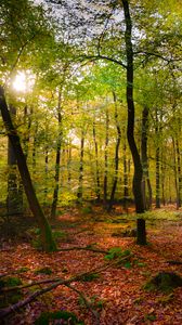 Preview wallpaper forest, rays sun, foliage, landscape