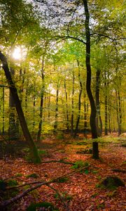 Preview wallpaper forest, rays sun, foliage, landscape