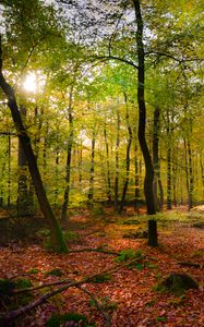 Preview wallpaper forest, rays sun, foliage, landscape