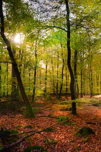 Preview wallpaper forest, rays sun, foliage, landscape