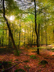 Preview wallpaper forest, rays sun, foliage, landscape