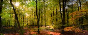 Preview wallpaper forest, rays sun, foliage, landscape