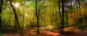 Preview wallpaper forest, rays sun, foliage, landscape