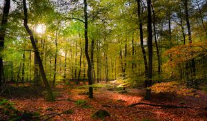 Preview wallpaper forest, rays sun, foliage, landscape