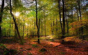 Preview wallpaper forest, rays sun, foliage, landscape