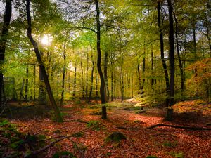 Preview wallpaper forest, rays sun, foliage, landscape