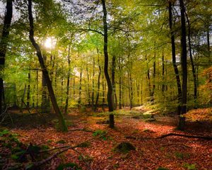 Preview wallpaper forest, rays sun, foliage, landscape