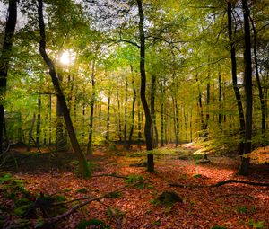 Preview wallpaper forest, rays sun, foliage, landscape