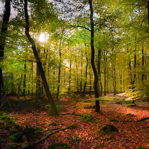 Preview wallpaper forest, rays sun, foliage, landscape