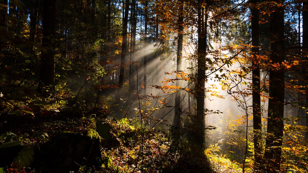 Wallpaper forest, rays sun, trees, foliage