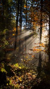 Preview wallpaper forest, rays sun, trees, foliage