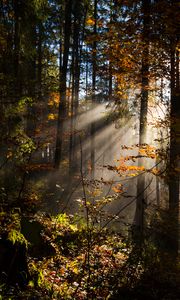 Preview wallpaper forest, rays sun, trees, foliage