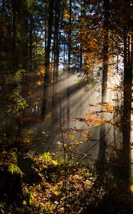 Preview wallpaper forest, rays sun, trees, foliage