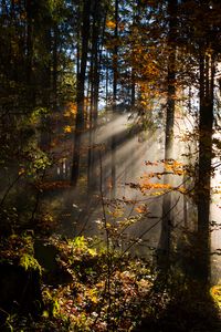 Preview wallpaper forest, rays sun, trees, foliage