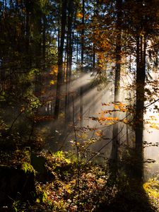 Preview wallpaper forest, rays sun, trees, foliage