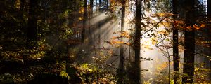 Preview wallpaper forest, rays sun, trees, foliage