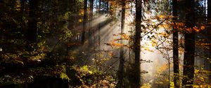 Preview wallpaper forest, rays sun, trees, foliage