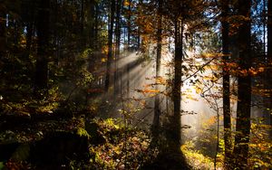 Preview wallpaper forest, rays sun, trees, foliage