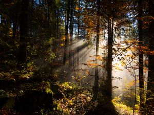 Preview wallpaper forest, rays sun, trees, foliage