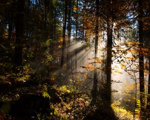 Preview wallpaper forest, rays sun, trees, foliage