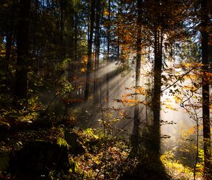 Preview wallpaper forest, rays sun, trees, foliage