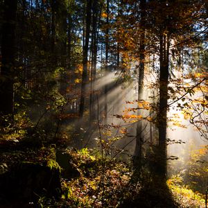 Preview wallpaper forest, rays sun, trees, foliage