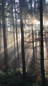 Preview wallpaper forest, rays sun, trees, fog