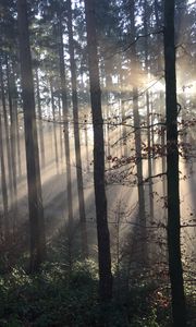 Preview wallpaper forest, rays sun, trees, fog