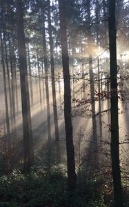 Preview wallpaper forest, rays sun, trees, fog