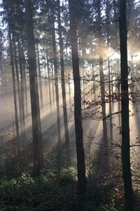 Preview wallpaper forest, rays sun, trees, fog