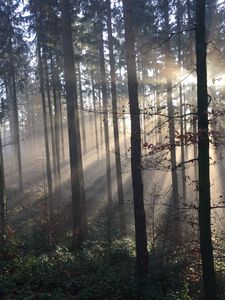 Preview wallpaper forest, rays sun, trees, fog