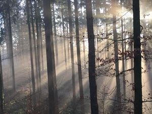 Preview wallpaper forest, rays sun, trees, fog