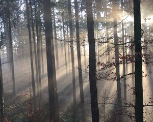 Preview wallpaper forest, rays sun, trees, fog