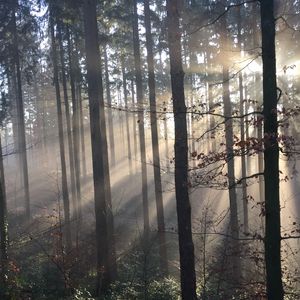 Preview wallpaper forest, rays sun, trees, fog