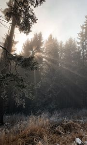 Preview wallpaper forest, rays sun, trees, foliage, frost