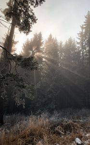 Preview wallpaper forest, rays sun, trees, foliage, frost