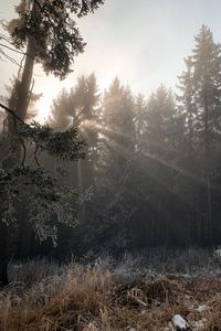 Preview wallpaper forest, rays sun, trees, foliage, frost