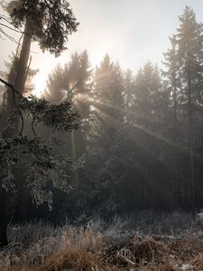 Preview wallpaper forest, rays sun, trees, foliage, frost