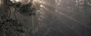 Preview wallpaper forest, rays sun, trees, foliage, frost