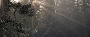 Preview wallpaper forest, rays sun, trees, foliage, frost