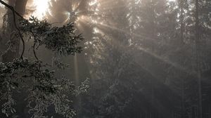 Preview wallpaper forest, rays sun, trees, foliage, frost